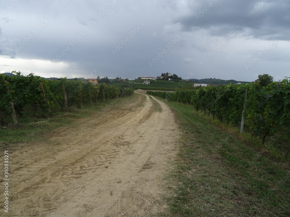 Country road with bushes and vineyards around