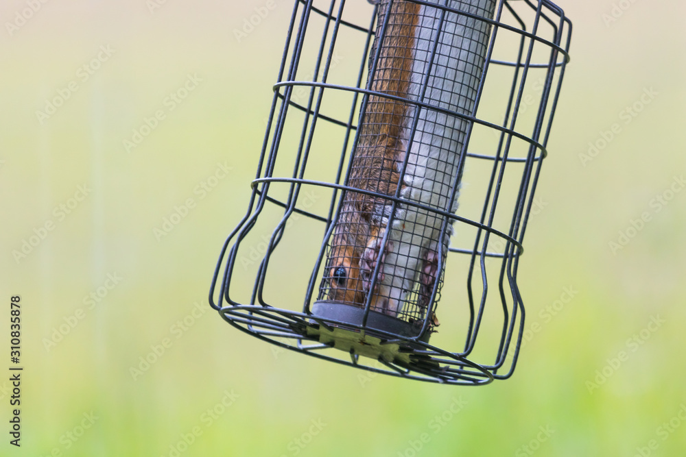 Grey squirrel raiding a bird feeder Grey squirrel raiding a bird feeder