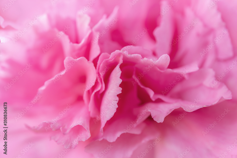 Abstract pink flower background