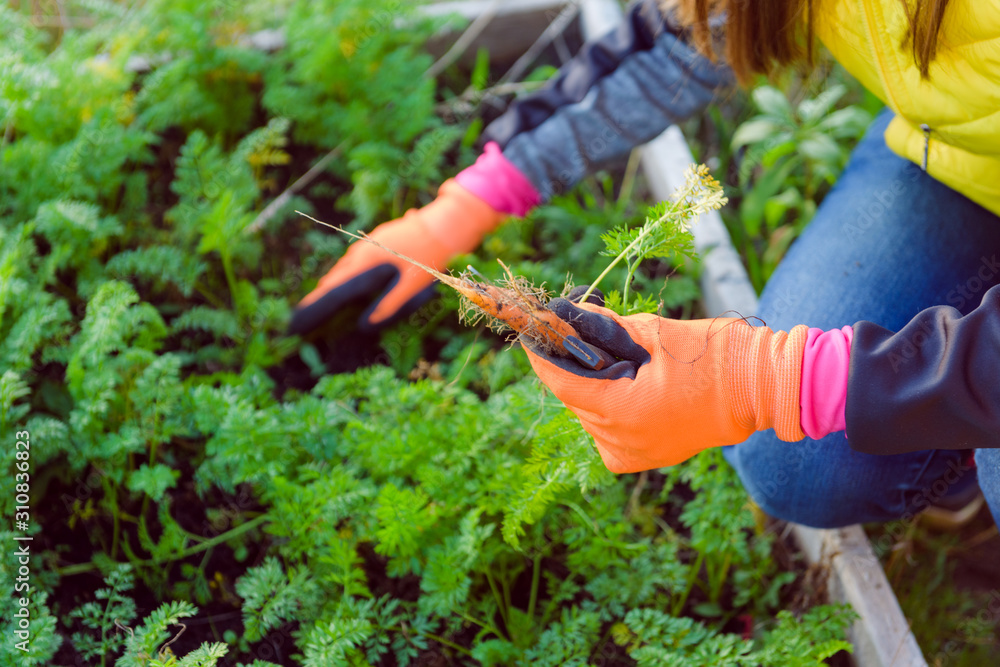 Fototapeta premium Farmer holds carrots in his hands. Collecting harvest: orange carrot in hands of female farmer. Close-up of carrots harvested from the garden. Concept of healthy eating