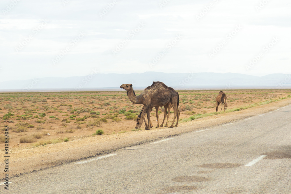Several camels walking near road in desert landscape of Sahara in Tunisia. Horizontal color photography.