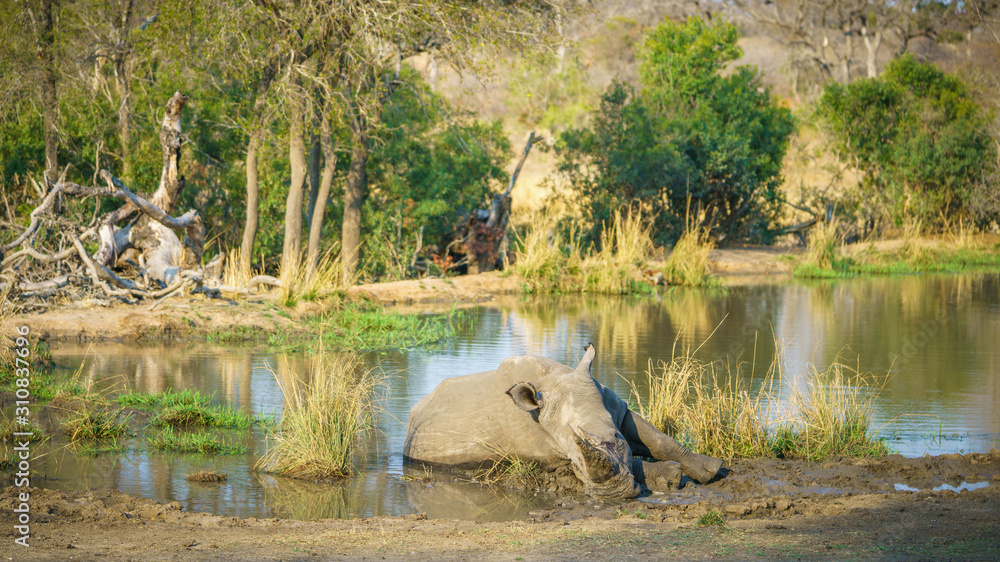 white rhino at a pond in kruger national park, mpumalanga, south africa 19 white rhino at a pond in kruger national park, mpumalanga, south africa 19