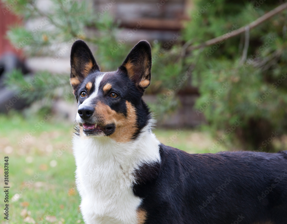 Dog breed Welsh Corgi Cardigan portrait in the yard against the background of a wooden fence Dog breed Welsh Corgi Cardigan portrait in the yard against the background of a wooden fence