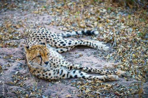 cheetah in kruger national park  mpumalanga  south africa