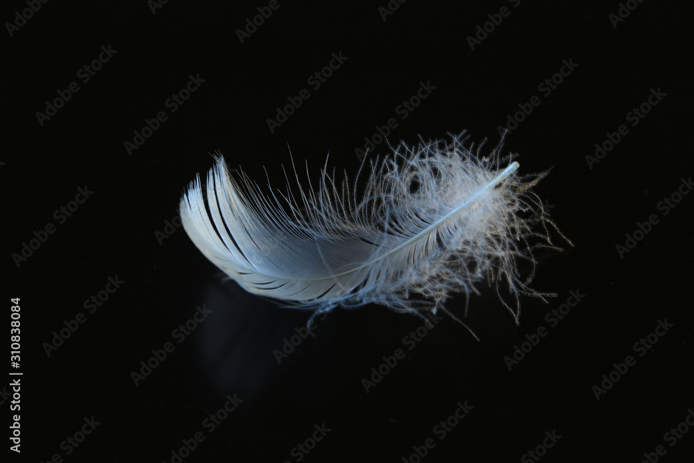 White goose feather on a black background close-up