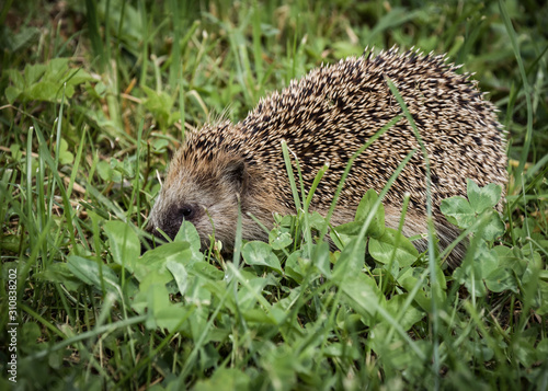 Hedgehog on the grass closeup