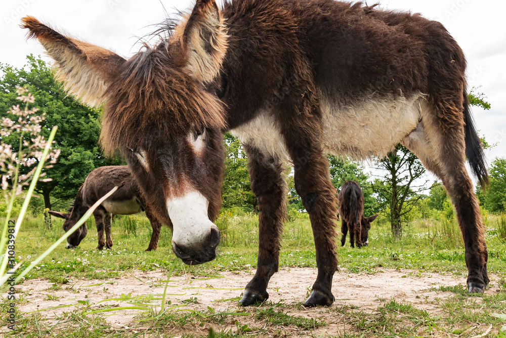 Wildlife, pasture, Germany - A dear young donkey lives in a pasture near Marburg and looks you in the face. Wildlife, pasture, Germany - A dear young donkey lives in a pasture near Marburg and looks you in the face.