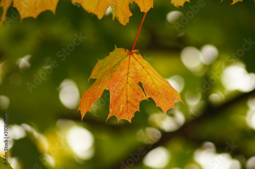 Autumn Leaf