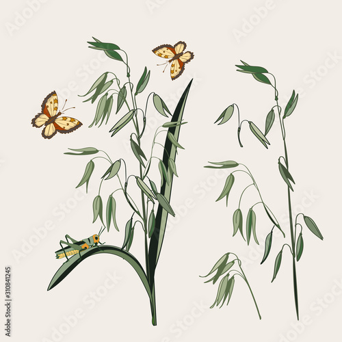 Botanical illustration of plant oats, grasshopper, butterflies