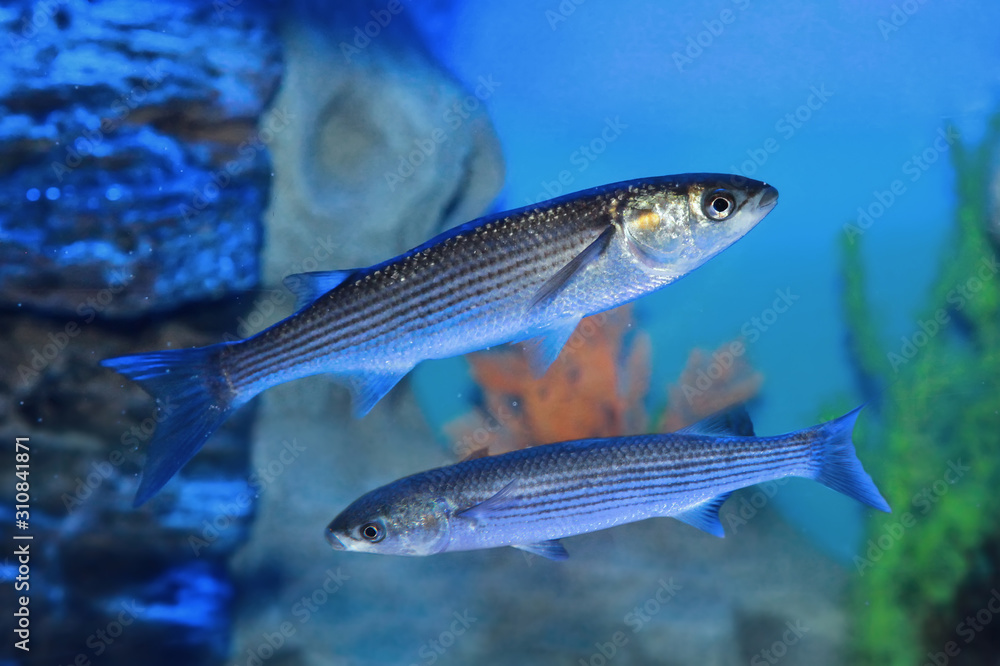 Flathead grey mullet (Mugil cephalus) Flathead grey mullet (Mugil cephalus)