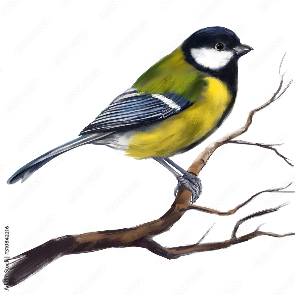 Naklejka premium bird titmouse on a branch, art illustration painted with watercolors isolated on white background