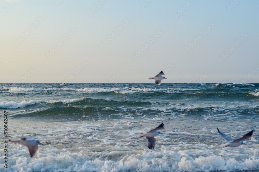 Fototapeta premium Sunset on the baltic sea with seagulls. Summer time. Golden hour
