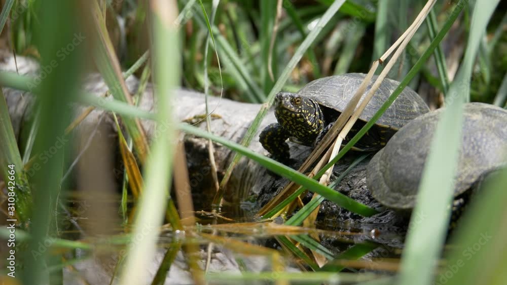 Two turtles lying on a falled tree and enjoying in the sun near a swamp Two turtles lying on a falled tree and enjoying in the sun near a swamp