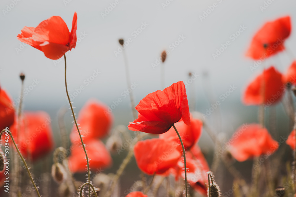 Obraz premium the poppies field