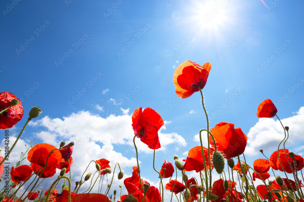 Obraz premium pole maków