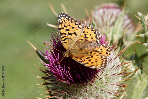 Mariposa photo