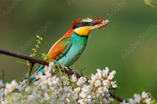 bee-eater with a butterfly in its beak among flowers of a blossoming tree