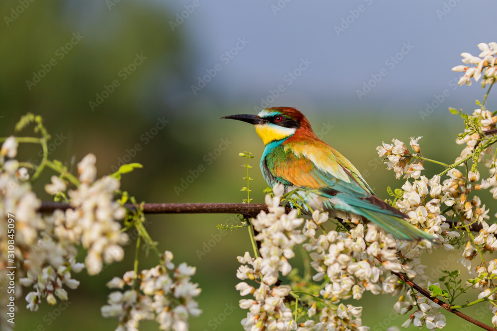 exotic bird among flowers of a blossoming tree