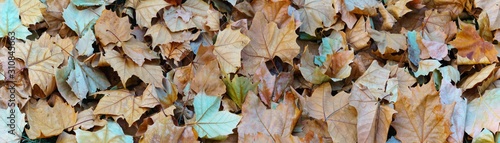 autumn leaves background. dry platanus leaf background