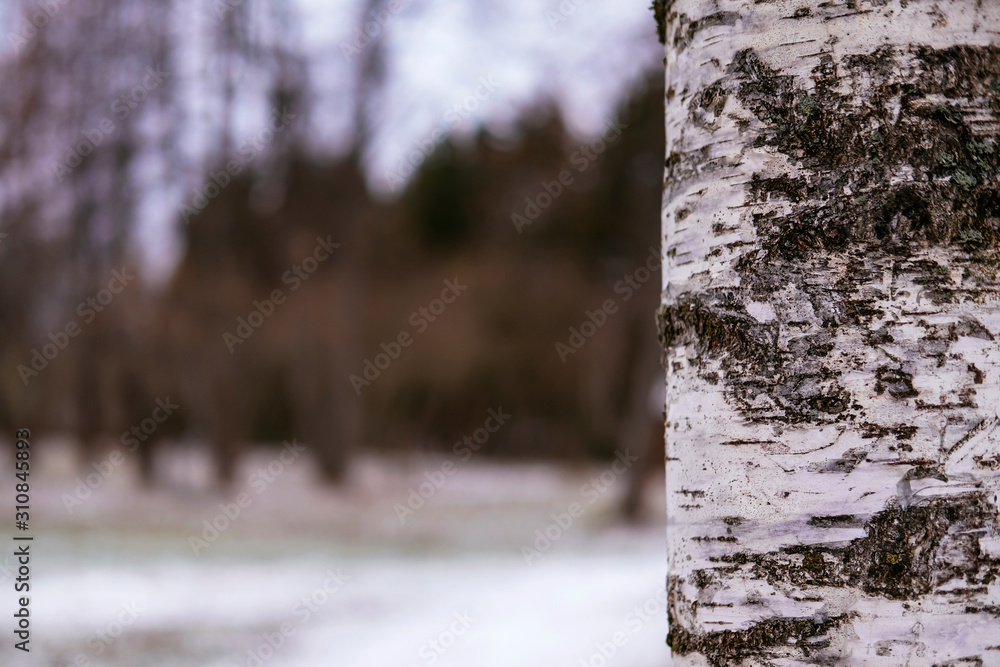 Nature background with birch tree. Autumn background with copyspace. Wnter season. Soft focus. Beautiful fall season scene. Stock photography.