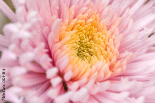 Fototapeta Naklejka Na Ścianę i Meble -  yellow and pink zoom flower