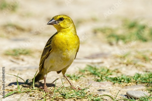 Papier peint Yellow Weaver bird