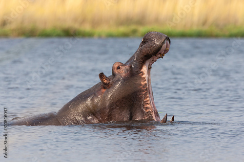 hippo in water in africa
