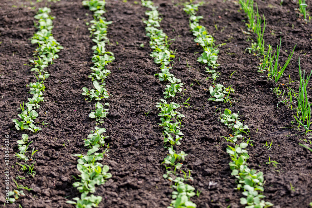 spring radish shoots on black soil spring radish shoots on black soil