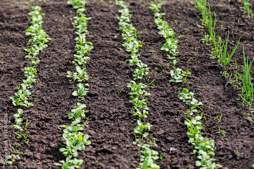 spring radish shoots on black soil