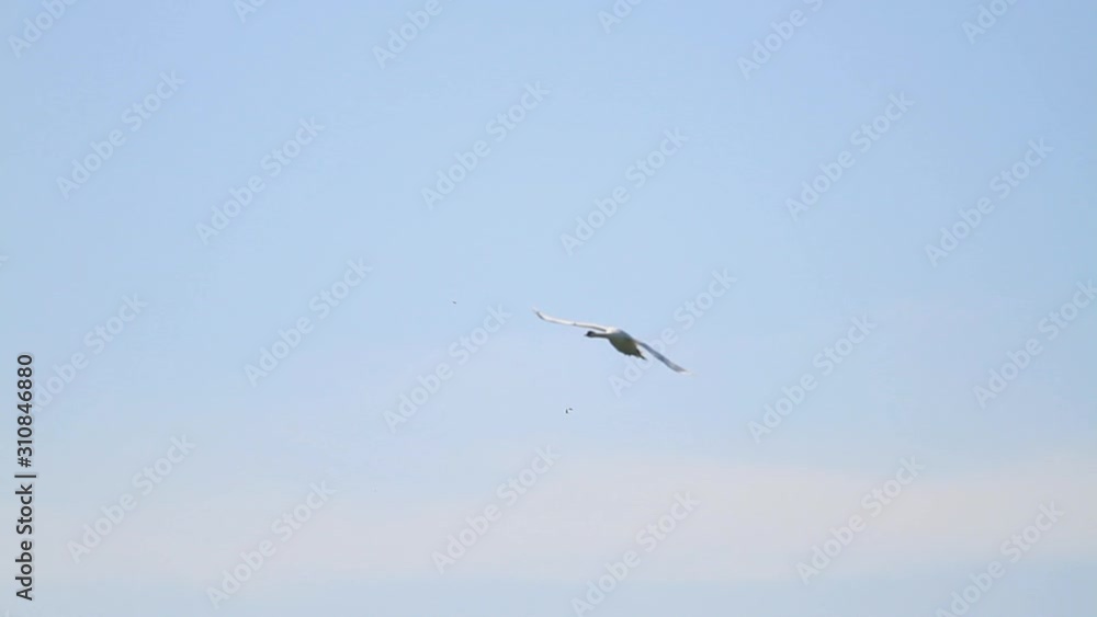 white swan quickly flies through the sky and sits on a lake white swan quickly flies through the sky and sits on a lake