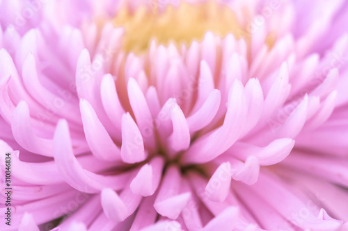 pink petals background