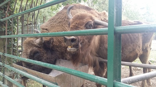 Bufallos behind a green fence © nikolettamuhari