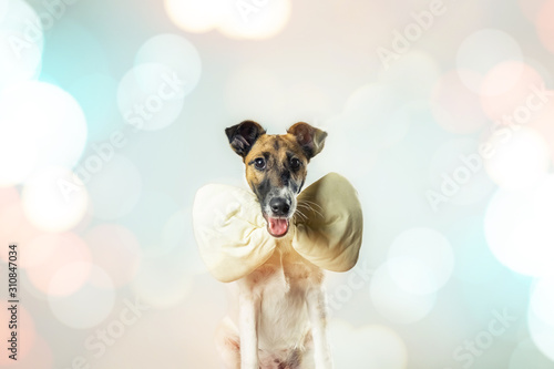 Photography Cute dog with bow tie on festive holiday background with soft bokeh