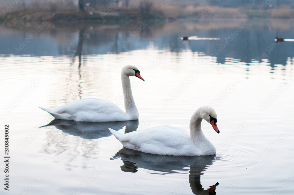 white swans with small swans on the lake white swans with small swans on the lake