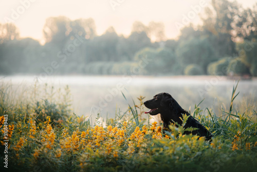 black labrador dog sitting by the river at sunrise © ksuksa