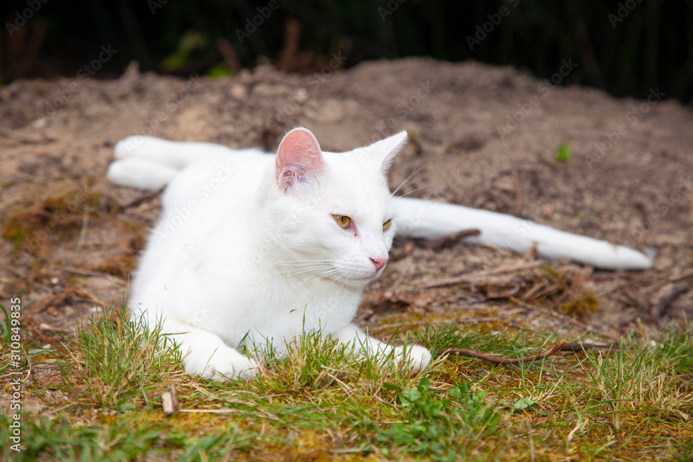 white cat is posing for photos