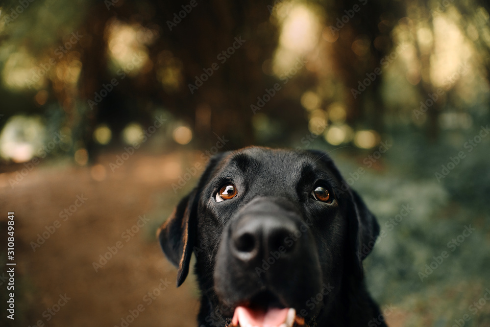 black labrador dog portrait outdoors, focus on the eyes