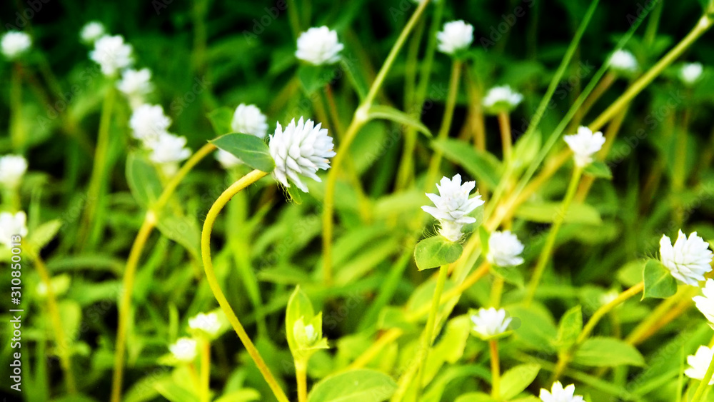 flowers plants on grass foliage flowers plants on grass foliage