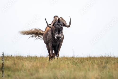 Black Wildebeest / Weißschwanzgnu in Drakensberg, South Africa photo