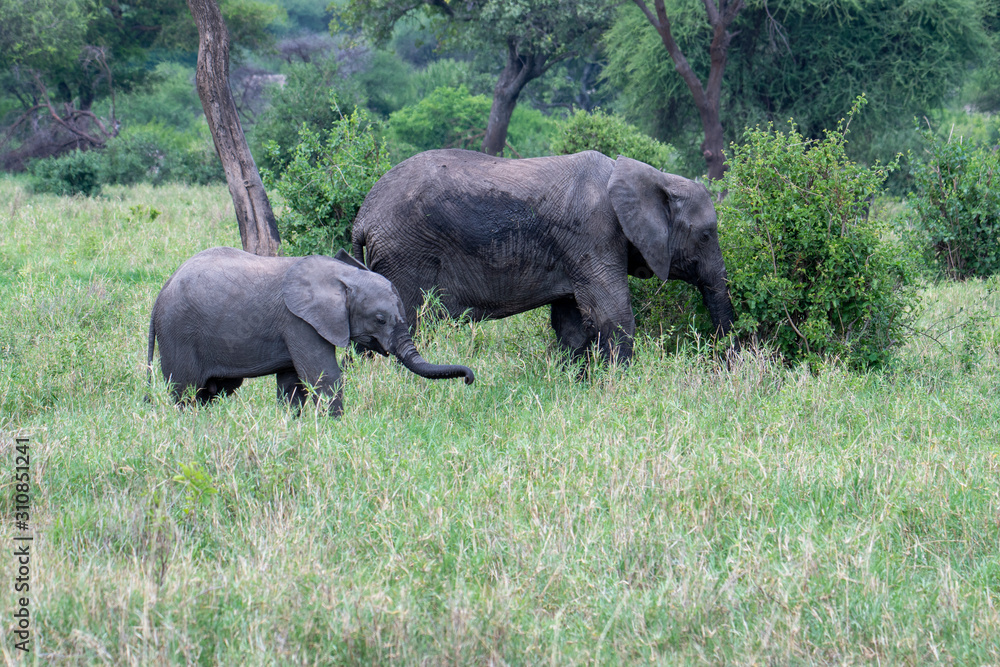 Fototapeta premium African elephant in the wild in the savannah in africa.