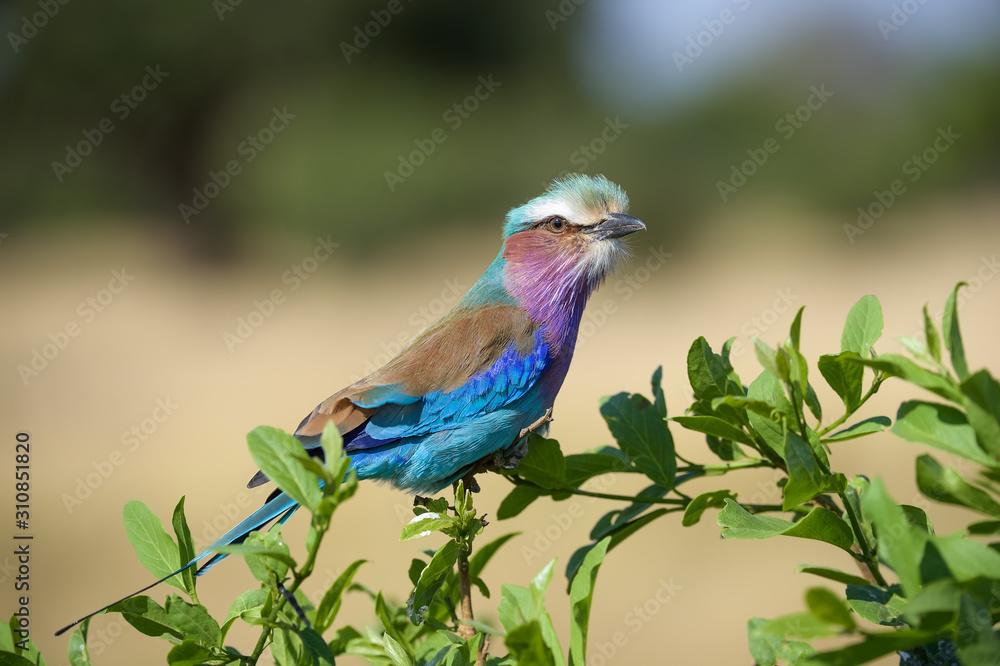 Obraz premium El color lila