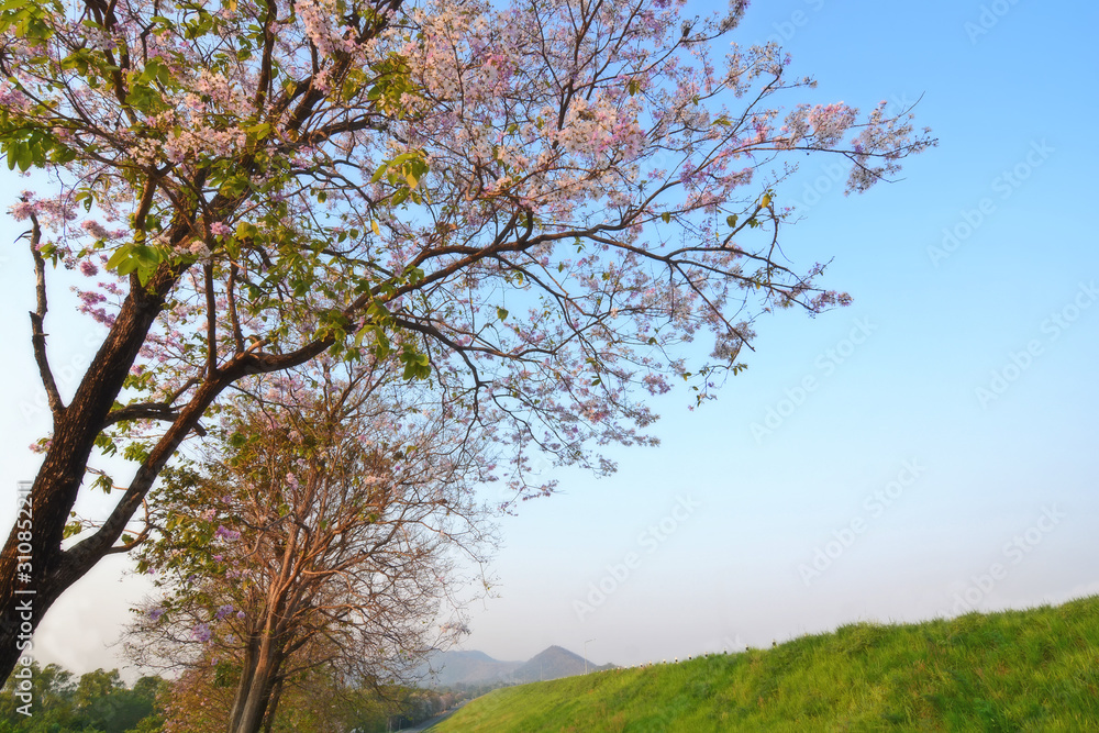 Purple Flowering Tree and The sun passed through the branches Purple Flowering Tree and The sun passed through the branches