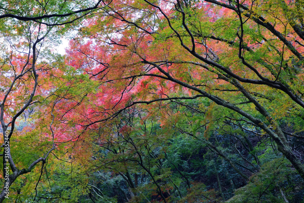 Fall colours at Minoo Park in Osaka, Japan Fall colours at Minoo Park in Osaka, Japan