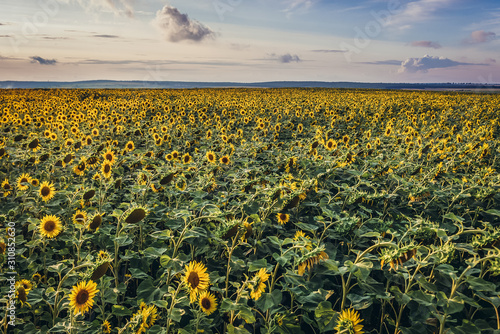 Evening view on sunflowers field in Rezina region in Moldova