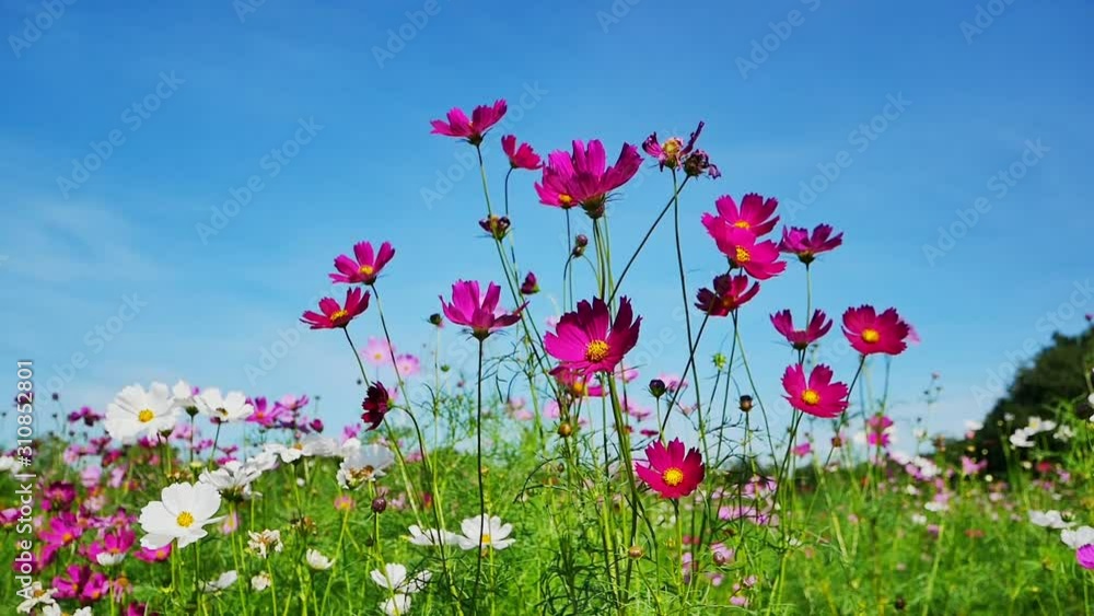cosmos flower field. flowers swaying With blue sky I cosmos flower field. flowers swaying With blue sky I