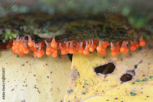 Trichia decipiens, orange slime mold sporangia photo