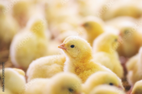 Stampa su tela Baby chicks at farm