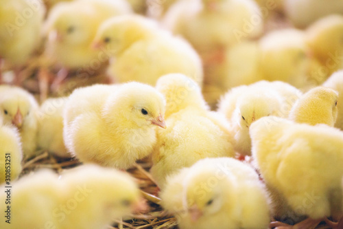 Obraz na płótnie Baby chicks at farm