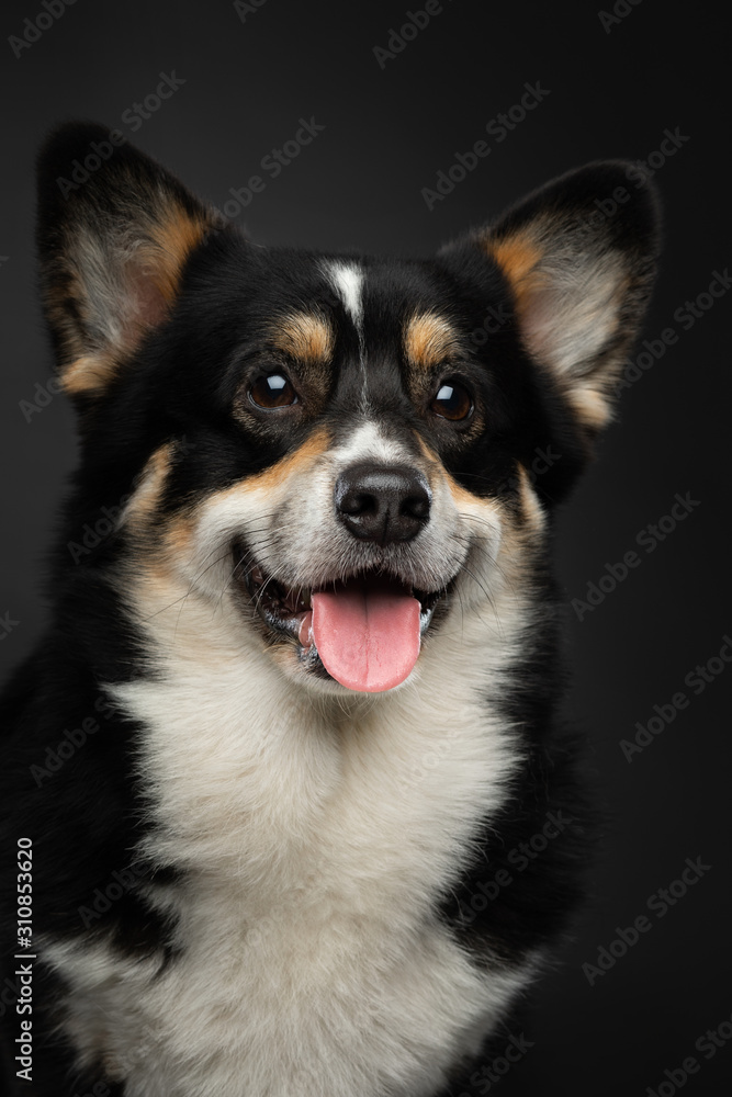 portrait of a dog on a dark background. Welsh Corgi Pembroke in the studio