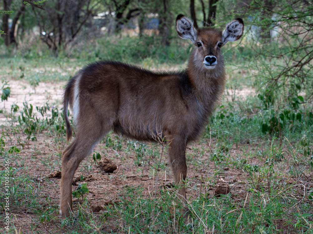 Waterbuck in Tarangire national park Tanzania Waterbuck in Tarangire national park Tanzania